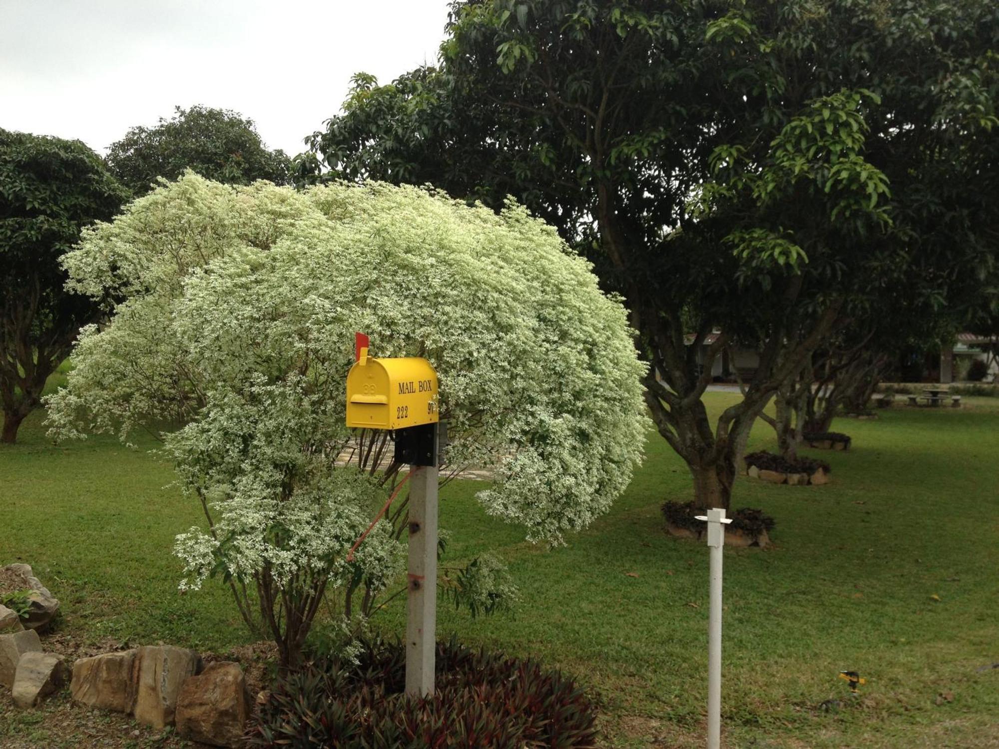 Jardin De Mangue Pakchong Hotel Exterior foto